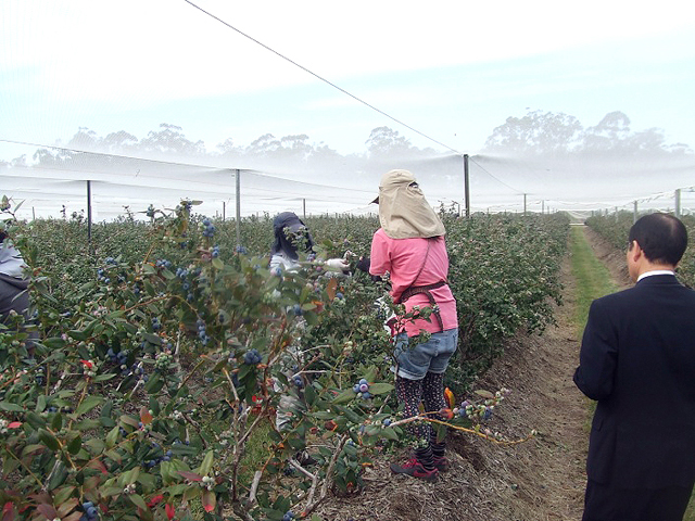 Inspection trip to Berry Exchange (berry farm)2